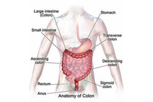 Colon Therapy: An Ancient Practice for Modern Healing | Brannick Clinic of Natural Medicine